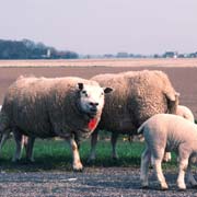 Sheep near Harlingen